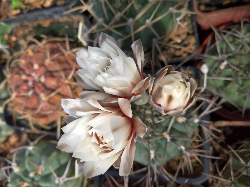 Gymnocalycium ochoterenai v cinereum GN 86-5_4 AG